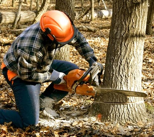 Tree Removal in Richardsville, VA